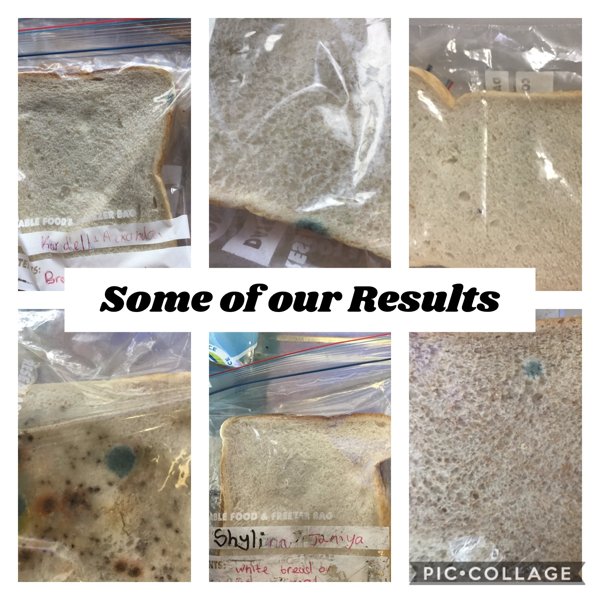 Image of Mouldy Results