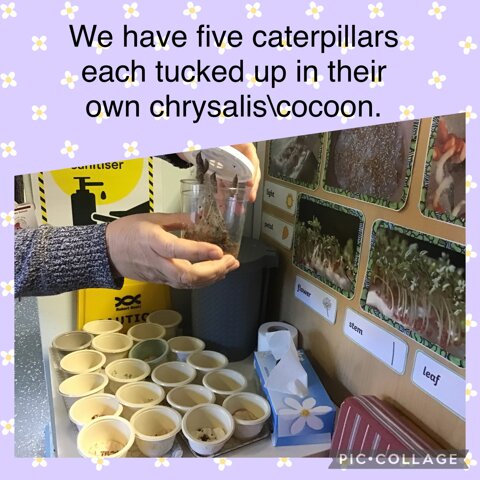 Image of Our Caterpillars!