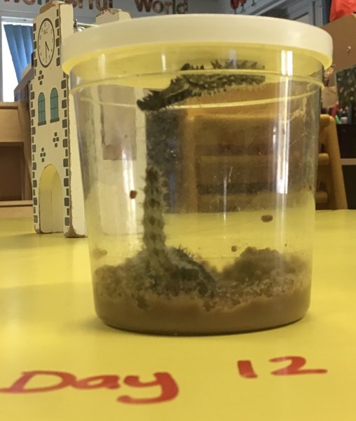 Image of Our Lovely Caterpillars