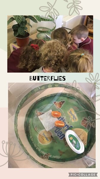 Image of Our Butterflies are here!