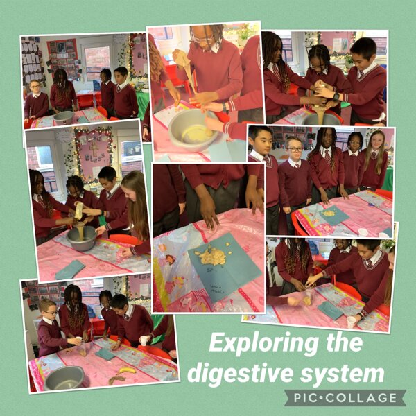 Image of Exploring the Digestive System  3