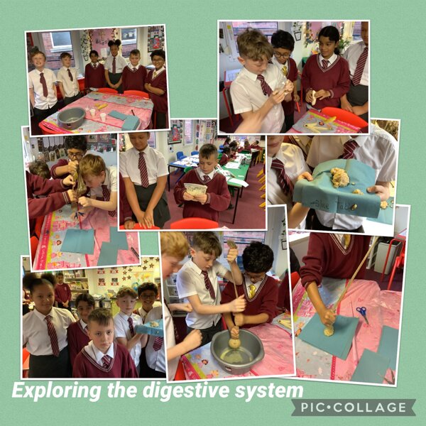 Image of Exploring the Digestive System 2