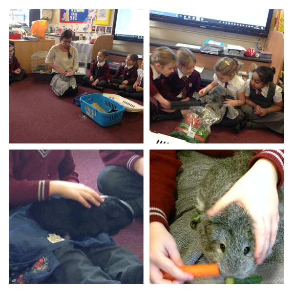 Image of A visit from Mrs White's Guinea Pigs