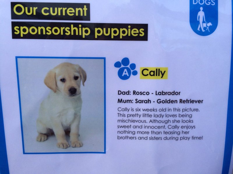 Image of Cally the Guide Dog